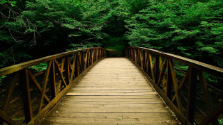 Wooden bridge forest trees bench - the side of the bridge free wallpaper