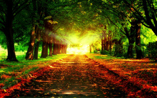 Park path trees leaves ground - a path in a park free wallpaper for desktop