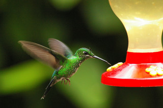 Hummingbird flying feeder flower mouth - macro photography free wallpaper