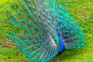 Peacock feathers spread grass tree - a peacock free wallpaper