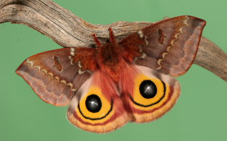Moth yellow brown face branch - an illustration of free wallpaper