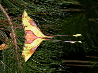 Yellow orange kite pine tree - needle and needles free wallpaper