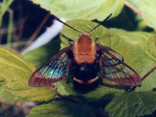 Bee closeup leaf blurry background - a few flower free wallpaper