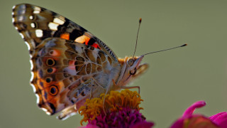 Butterfly sitting flower wings spread - its wing free wallpaper