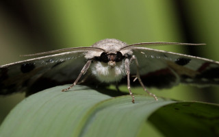 Moth leaf macro nature angel - a blurry background of leaves and grass free wallpaper
