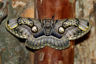 Large moth black yellow wings - an illustration free wallpaper for desktop