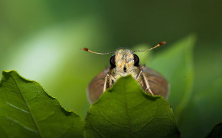 Bug on leaf macro blurry - a blurry background of leaves and grass free wallpaper