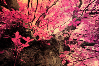 Pink leaves rock red light - the tree trunk free wallpaper for desktop