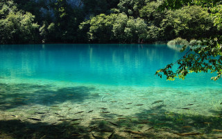 Lake clear blue water trees - clear blue water free wallpaper