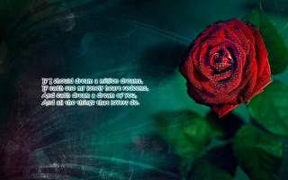 Red rose quote green background - e. william gollings free wallpaper