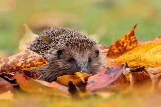 Hedgehog hiding leaves grass field - a hedgehog free wallpaper