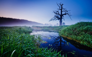 Tree river fog foggy sky - a foggy sky free wallpaper