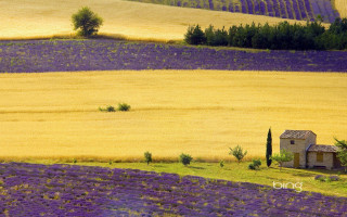 House lavender field lone tree - a lone tree in the foreground free wallpaper for desktop