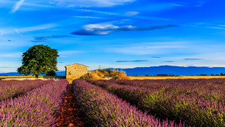 Lavender field lone tree blue - a field of lavender free wallpaper