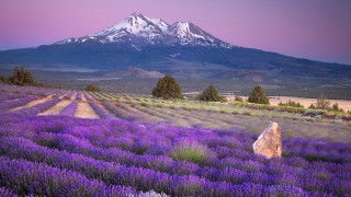 Lavender field mountain sunset pink - a field of lavender free wallpaper