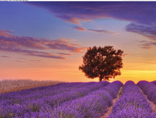 Lone tree lavender field sunset 2 - a lone tree in the foreground free wallpaper