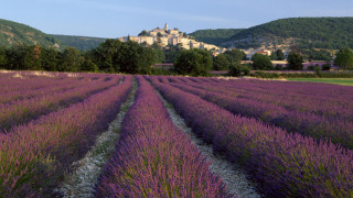 Lavender field castle background distance - a field of lavender free wallpaper