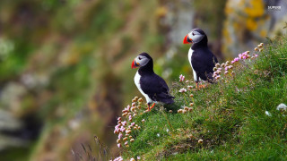 Birds grassy hill flowers cliff - a grassy hill free wallpaper