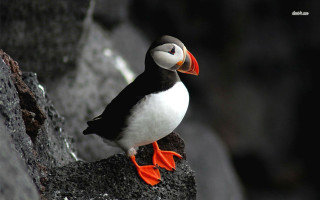 Bird red beak rock sun - a cliff face free wallpaper