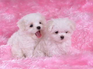 White dogs pink blanket cherry - their eye free wallpaper