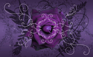 Purple rose decorative design centerpiece - a purple rose free wallpaper