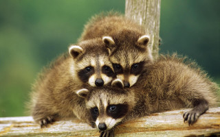 Raccoons sitting log looking camera - free cats wallpaper
