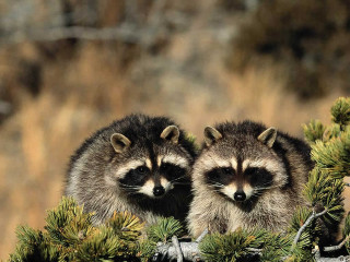 Two raccoons sitting in a - animal free wallpaper for desktop