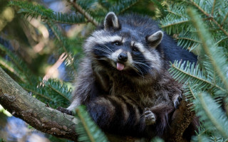 Raccoon sitting tree tongue out - ayo free wallpaper for desktop