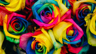 Multicolored roses bouquet open petal - the petal free wallpaper