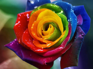 Multicolored rose water droplets green - vivid free wallpaper
