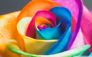 Rainbow colored rose gray background - a rainbow free wallpaper for desktop