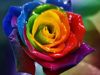 Multicolored rose water droplets green 2 - vivid free wallpaper for desktop