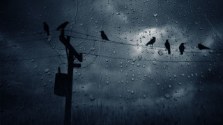 Birds wire rain cloudy sky 3 - fiona stephenson free wallpaper