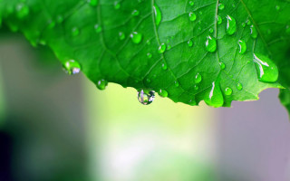 Green leaf water drops macro 14 - art green free wallpaper