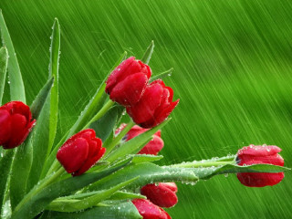 Red flowers water droplets rain - red flower free wallpaper