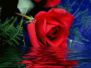Red rose reflection pond blue - a green plant free wallpaper