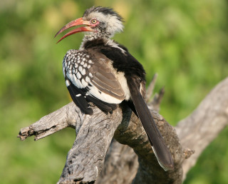 Bird long beak branch tree 4 - a long beak free wallpaper