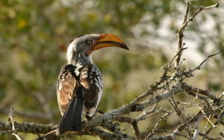 Bird long beak tree branch 3 - a long beak free wallpaper for desktop
