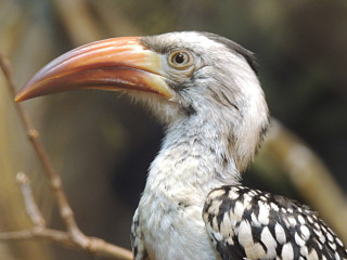 Long beaked bird on branch - a long beak free wallpaper