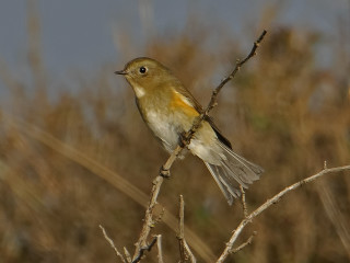 Small bird perched branch dry - epsylon point free wallpaper