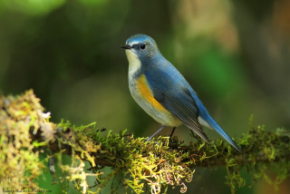 Blue bird branch moss forest - moss free wallpaper