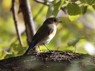 Small bird perched tree branch 11 - female free wallpaper