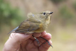 Small bird perched hand forest - a blurry background of trees free wallpaper