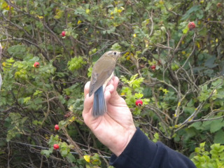 Bird perched person hand red - new objectivity free wallpaper