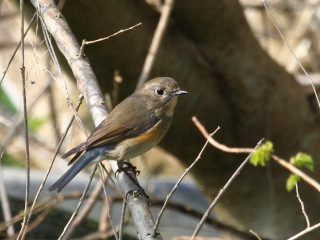 Bird perched branch tree no - female free wallpaper