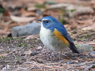 Blue bird standing ground twigs - rock and grass free wallpaper