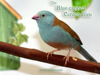 Blue capped corbon bird perched - a house in the background free wallpaper