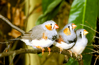 Three birds sitting on branch - three bird free wallpaper