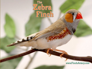 Zebra finch red beak branch - a red beak free wallpaper for desktop