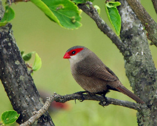 Bird red head on branch - adam szentpétery free wallpaper